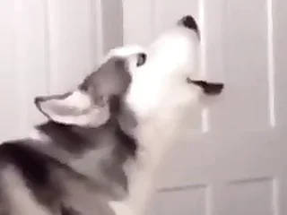 Furry Gay XXX 5